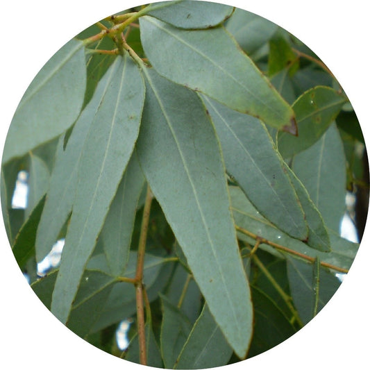 LIVING LIBATIONS Eucalyptus Lemon Ironbark Essential Oil 5 15