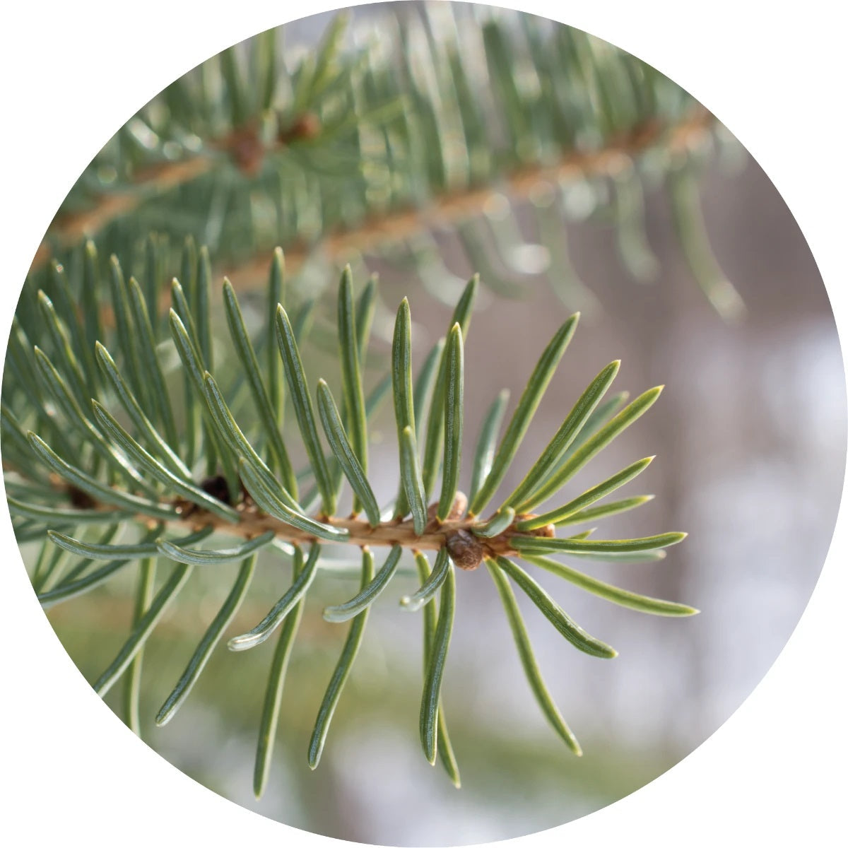 LIVING LIBATIONS Balsam Fir Essential Oil ALWAYS SHOW