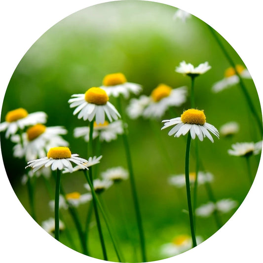 LIVING LIBATIONS German Chamomile Essential Oil 5