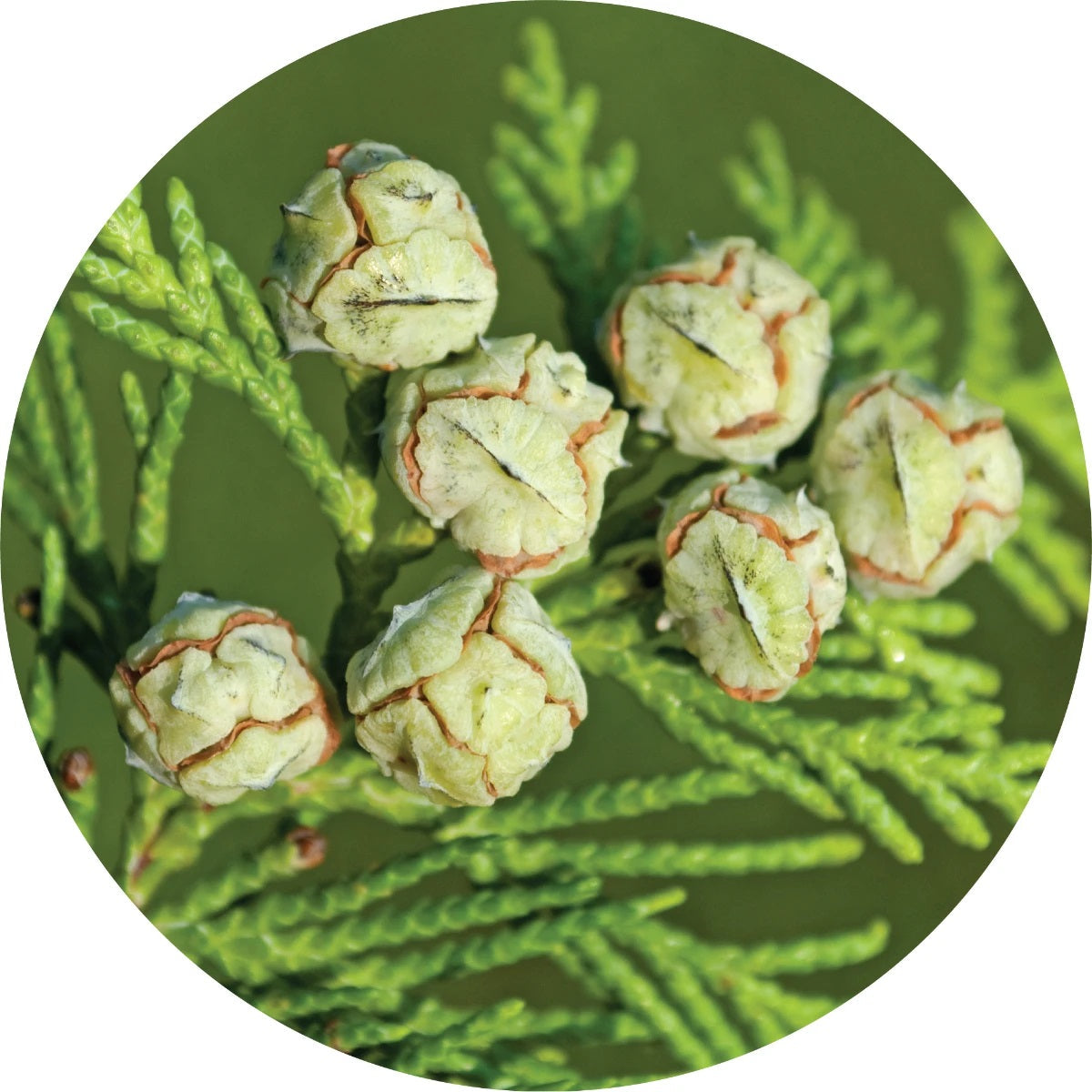 LIVING LIBATIONS White Cedar Essential Oil 5 15