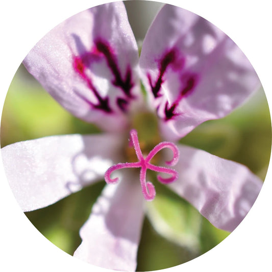 LIVING LIBATIONS Lemon Geranium Essential Oil 5 15