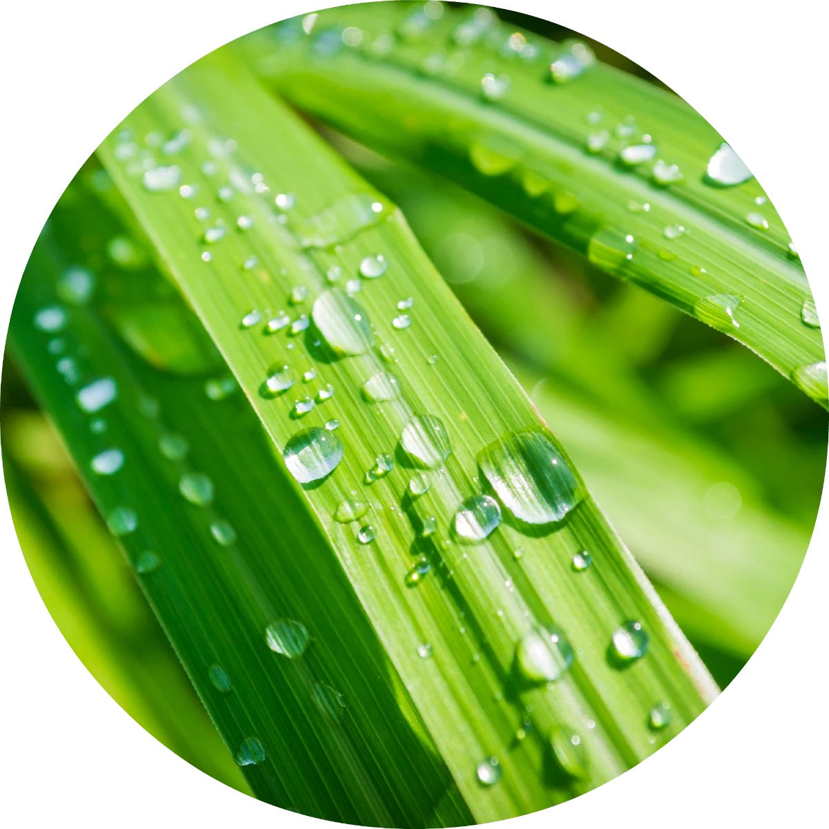 LIVING LIBATIONS Lemongrass Essential Oil 15