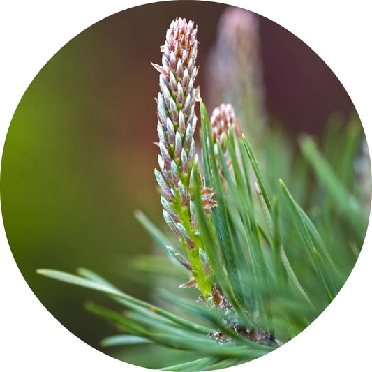 LIVING LIBATIONS Red Pine Essential Oil 5 15