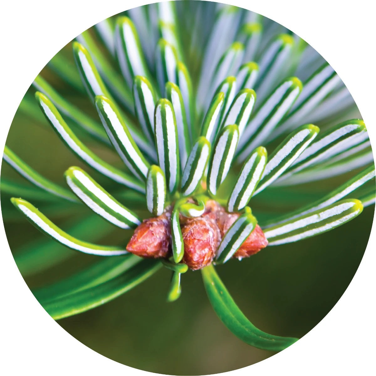 LIVING LIBATIONS White Fir Essential Oil 5 15