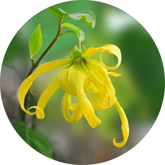 LIVING LIBATIONS Ylang Complete Essential Oil 5 15