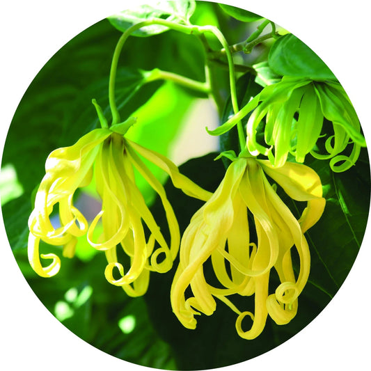 LIVING LIBATIONS Ylang Essential Oil 5 15